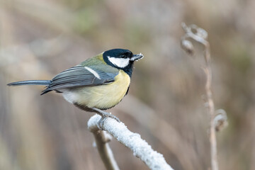 Great tit (Parus major) on a frosty branch in winter, Perth, Scotland