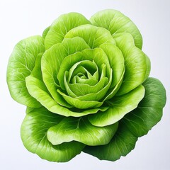 Obraz premium A vibrant, detailed illustration of a fresh green lettuce, showcasing its crisp leaves and intricate layers, Ideal for use in culinary, health, organic food, and gardening contexts,