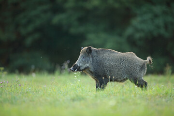 Dzik euroazjatycki, dzik, (Sus scrofa)