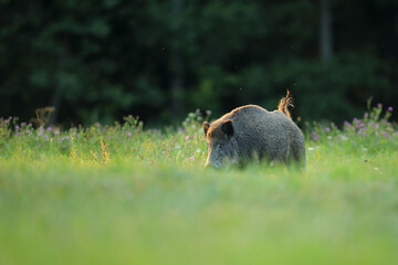 Dzik euroazjatycki, dzik, (Sus scrofa) © Bartosz Rakoczy