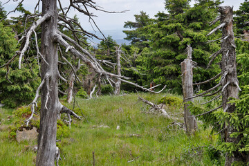 Fototapeta premium Impressionen Bilder aus dem Nationalpark Harz