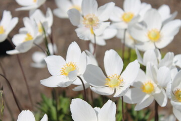 snowdrop flowers in the garden