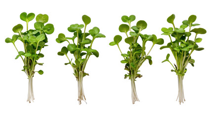 Obraz premium Fresh green sprouts displayed in a neat row on white background. transparent background