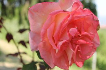 pink rose in garden