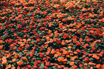 Colorful flower in garden. The beautiful natural flowers background concept. Imapteins walleriana