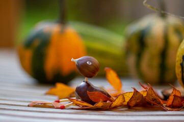 Funny chestnut duck bird animal with cute face berry eyes leaves wings on wooden bench, ripened pumpkins on background