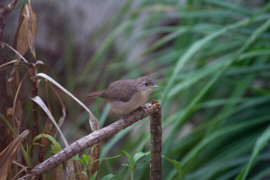 Southern House Wren, Troglodytes musculus, Corru&iacute;ra