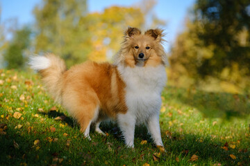 Sable Shetland sheepdog or Sheltie in autumn