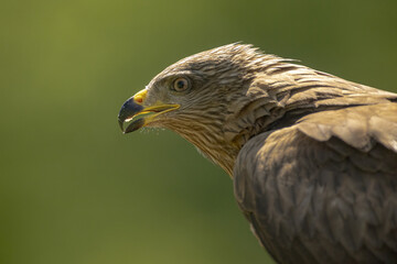 Close-up of the profile of a black kite with its beak half-open, staring straight ahead