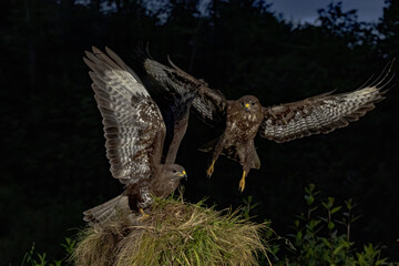 Scene of a pair of buzzards arriving at their perch at the first light of day
