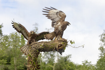 Scene of a pair of buzzards arriving at their perch