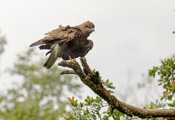 Scene of a buzzard perched on a tree branch preening its feathers