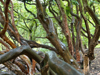 Tree branches close up