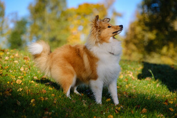 Sable Shetland sheepdog or Sheltie in autumn