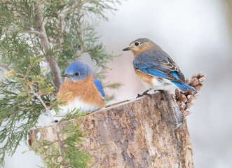 male and female bluebirds on perch