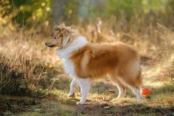 Sable Shetland sheepdog or Sheltie in autumn