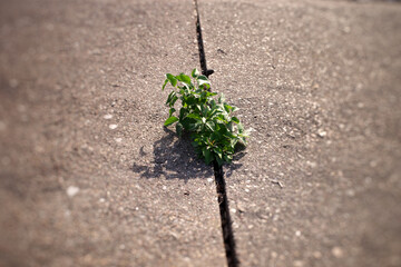 A small green tree broke the gray asphalt, view from the top. Selective focus.