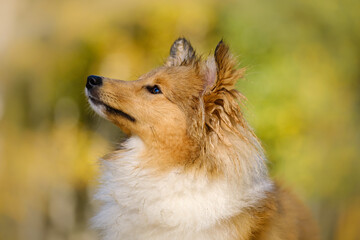 Sable Shetland sheepdog or Sheltie in autumn