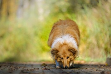 Sable Shetland sheepdog or Sheltie in autumn