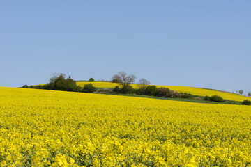 Obraz premium Raps, Winterraps, Brassica napus L., Blüte