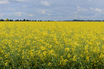 Obraz premium Raps, Winterraps, Brassica napus L., Blüte