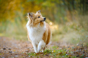 Sable Shetland sheepdog or Sheltie in autumn
