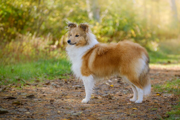 Sable Shetland sheepdog or Sheltie in autumn