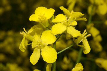 Raps,  Winterraps,  Brassica napus L.,  Erntereif