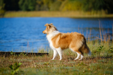 Sable Shetland sheepdog or Sheltie in autumn