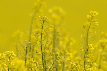 Raps,  Winterraps,  Brassica napus L.,  Blüte