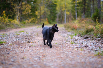 Cute black cat in the forest