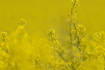 Raps,  Winterraps,  Brassica napus L.,  Blüte