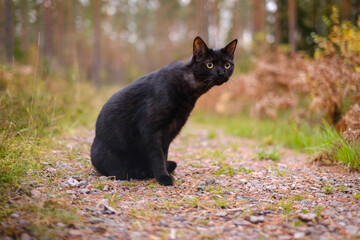 Cute black cat in the forest