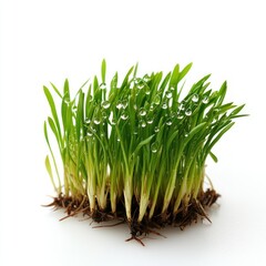 A patch of freshly sprouted grass with droplets of water on it, isolated on a clean white background