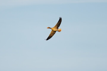 greylag goose with spread wings in the background the blue sky, soaring waterfowl in the morning sun, blue sky, Greylag goose in flight from below
