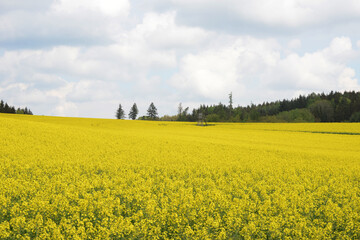 Raps,  Winterraps,  Brassica napus L.,  Blüte