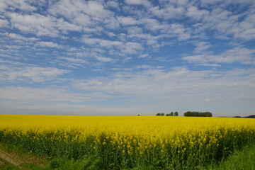 Raps,  Winterraps,  Brassica napus L.,  Blüte