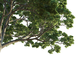 Bischofia polycarpa tree corner 4k png cutout isolate transparent