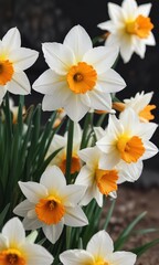 Close-up of white and orange daffodil flowers in full bloom, macro, vibrant, seasonal, close-up, spring