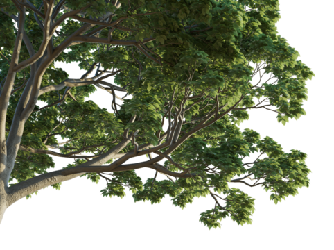 Bischofia polycarpa tree corner 4k png cutout isolate transparent