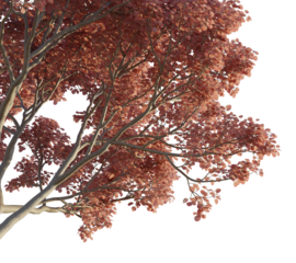 Cotinus coggygria tree autumn corner 4k png cutout isolate