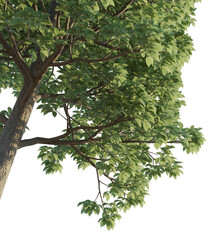 Bischofia javanica tree corner 4k png cutout isolate