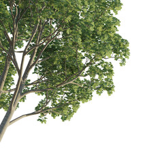 Liriodendron chinense tree corner 4k png cutout isolate