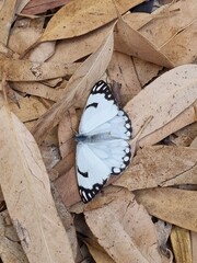 butterfly on wood