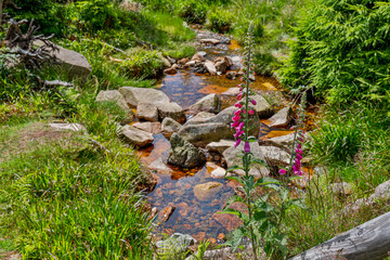 Impressionen Bilder aus dem Nationalpark Harz