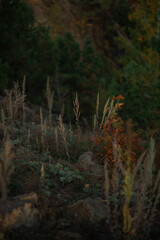 grass close in the dark forest