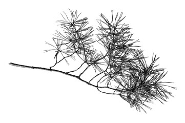Silhouette of a pine branch on white background. 