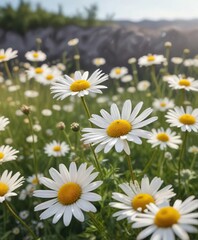 Fototapeta premium Dreamy image of chamomile blossoms swaying in the wind, fragrance, harmony, serenity, beautiful