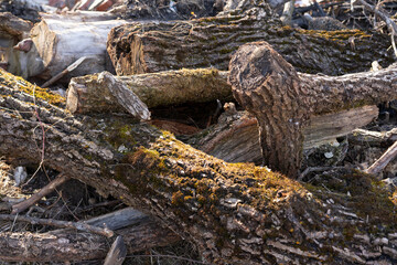 Stacked logs covered in moss at a woodland site during daytime in early spring