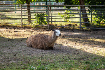 Alpaca, photo of alpacas, resting alpaca, animals in the zoo   © TVIT